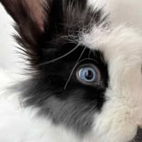Photo of Indra