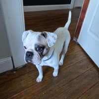 Photo of Cookie   11 Month Old Pug X Bulldog
