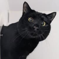 Photo of Mittens