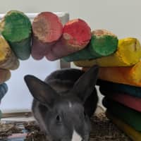 Photo of Muffin