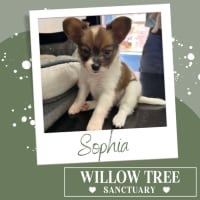 Photo of Sophia