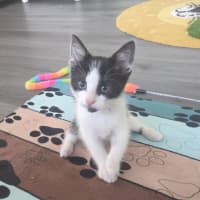 Photo of Toby