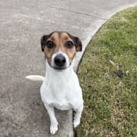 Photo of Jackjack