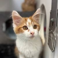 Photo of Scout