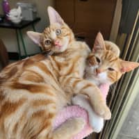 Photo of Baron Marmalade