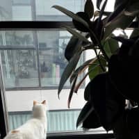 Photo of Bella   Located In Windsor