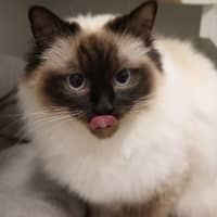 Photo of Layla