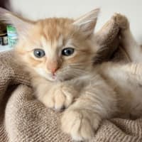 Photo of Bear & Scout 