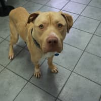 Photo of Tyson