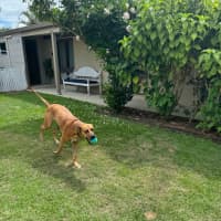 Photo of Magnum *$350 Adoption Fee*