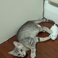 Photo of Lola Kitten