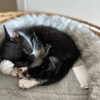 Photo of Oreo