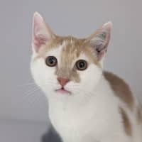 Photo of Puck