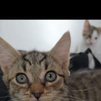 Photo of Boots