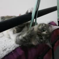 Photo of Socks