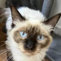 Photo of Sammie & Sampson 