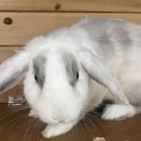 Photo of Tom Collins