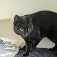 Photo of 🌮 Frankie 6184 🌮