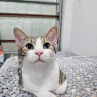 Photo of Blue Boy