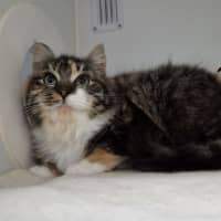 Photo of Cora
