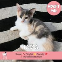 Photo of Lyra