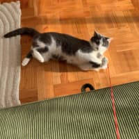 Photo of Mittens