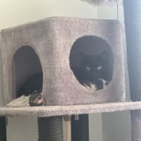 Photo of Pansy