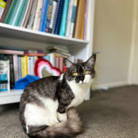 Photo of Fern