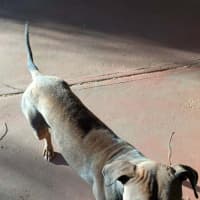 Photo of Milo