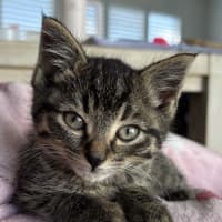 Photo of Peanut