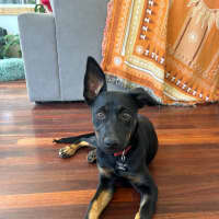 Photo of Bindi