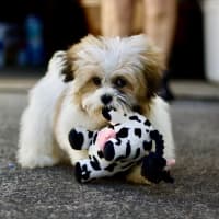 Photo of 🐶 Bailey 🐶