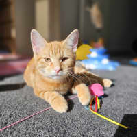 Photo of Splat