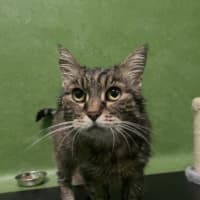 Photo of Puss Puss