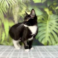 Photo of Pixie   Located In Frankston