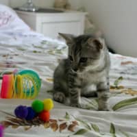 Photo of Tigger