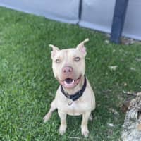 Photo of Rusty