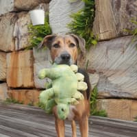 Photo of Ruby