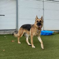 Photo of Maple