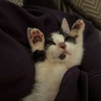 Photo of Tater