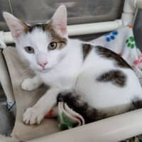 Photo of Mochi