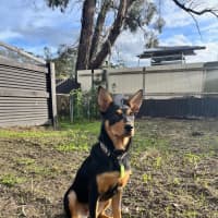 Photo of Trixie