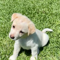 Photo of Aspen   6 Week Old Cattle Dog X