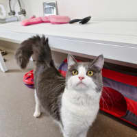 Photo of C1340 Hamish