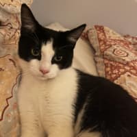 Photo of Postman Cat