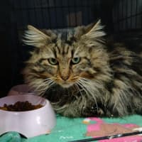 Photo of Tweedledum.* 9 Lives Project Rescue*