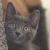 Photo of Odin