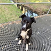 Photo of Shadow