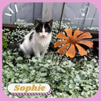 Photo of Sophie