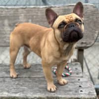 Photo of Boof